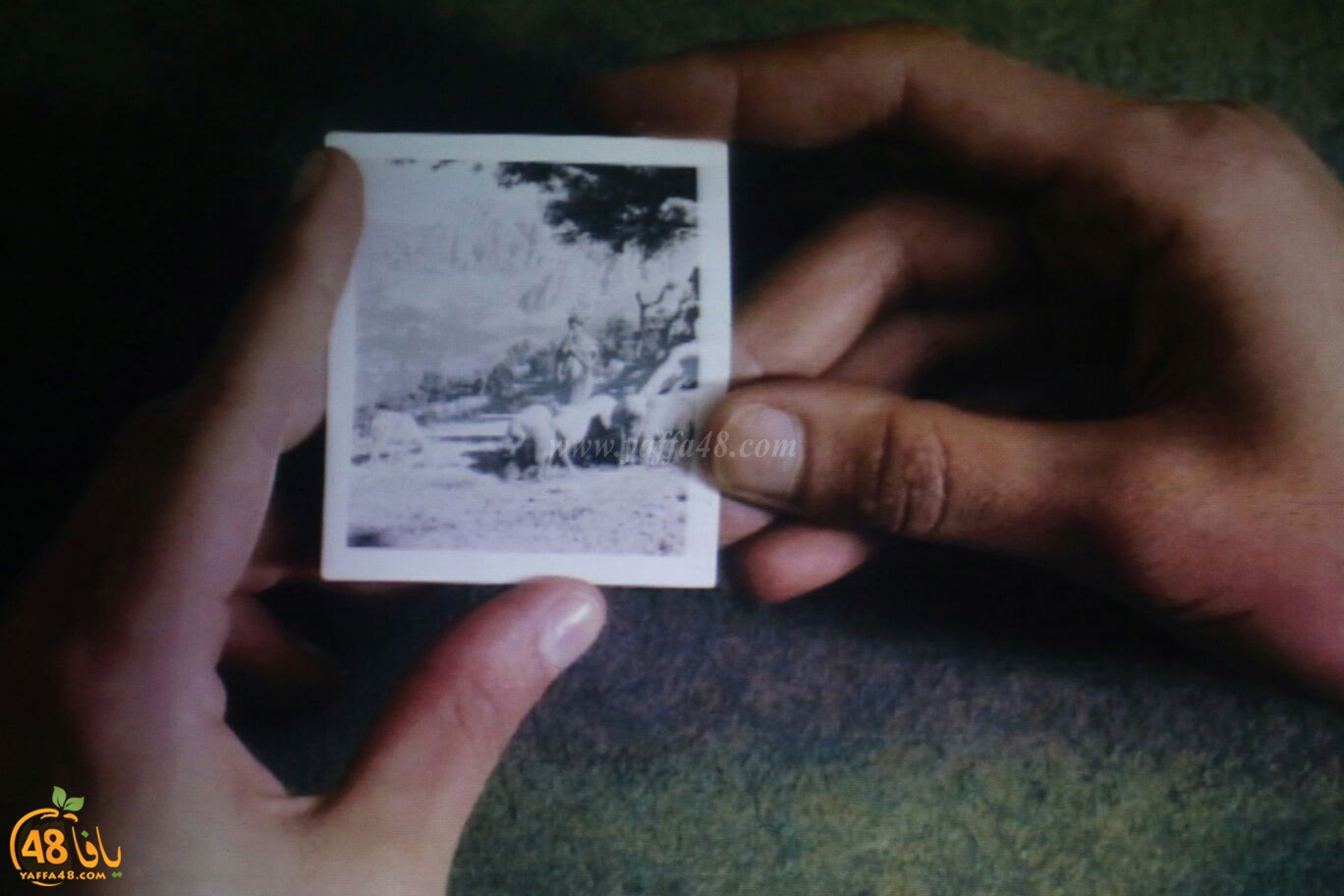 saryara jwqjeh1 (16).jpg